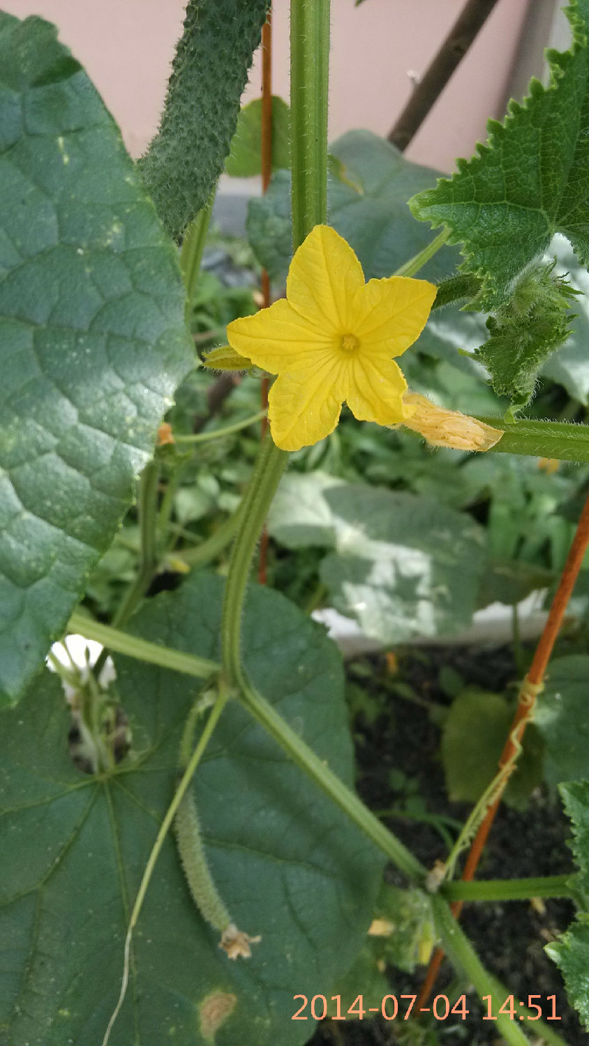 花盆种黄瓜