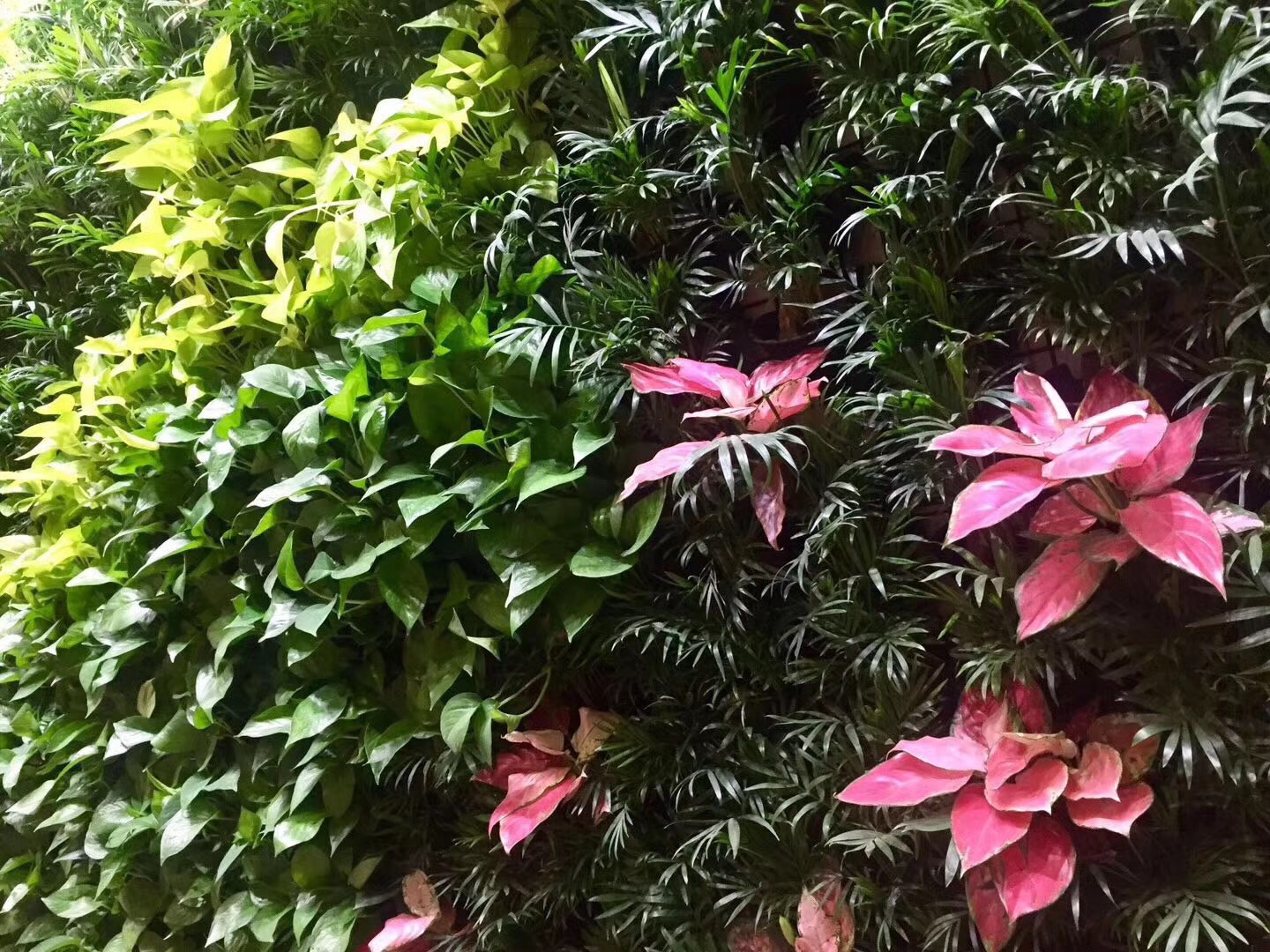北京植物墙,绿植墙,植物墙公司,绿植墙定制
