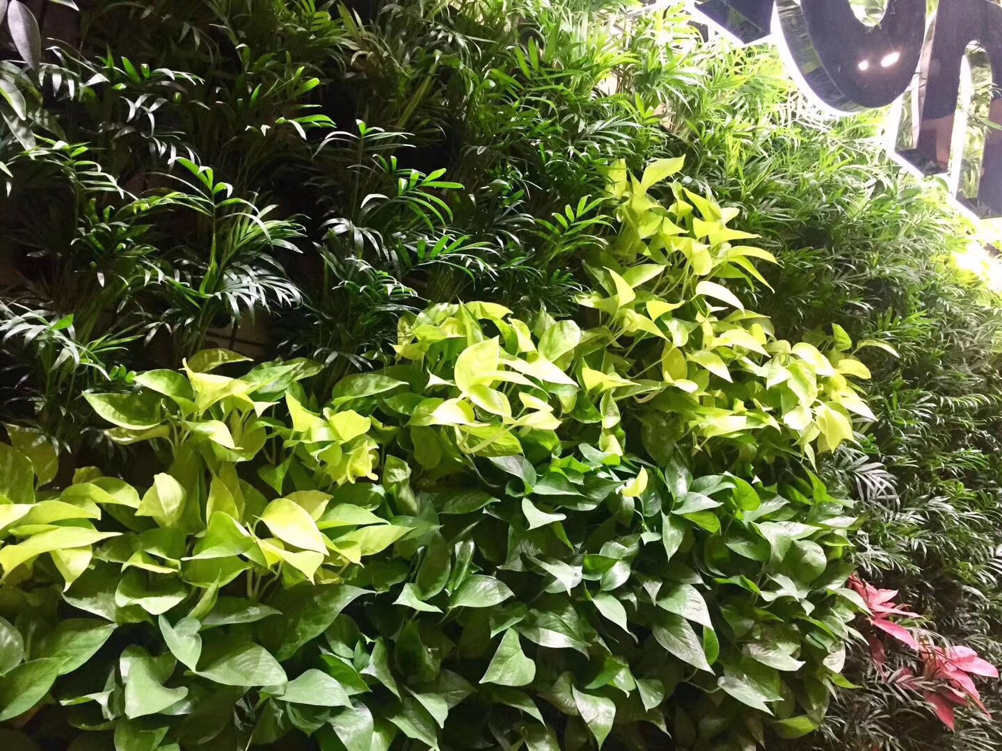 北京植物墙,绿植墙,植物墙公司,绿植墙定制