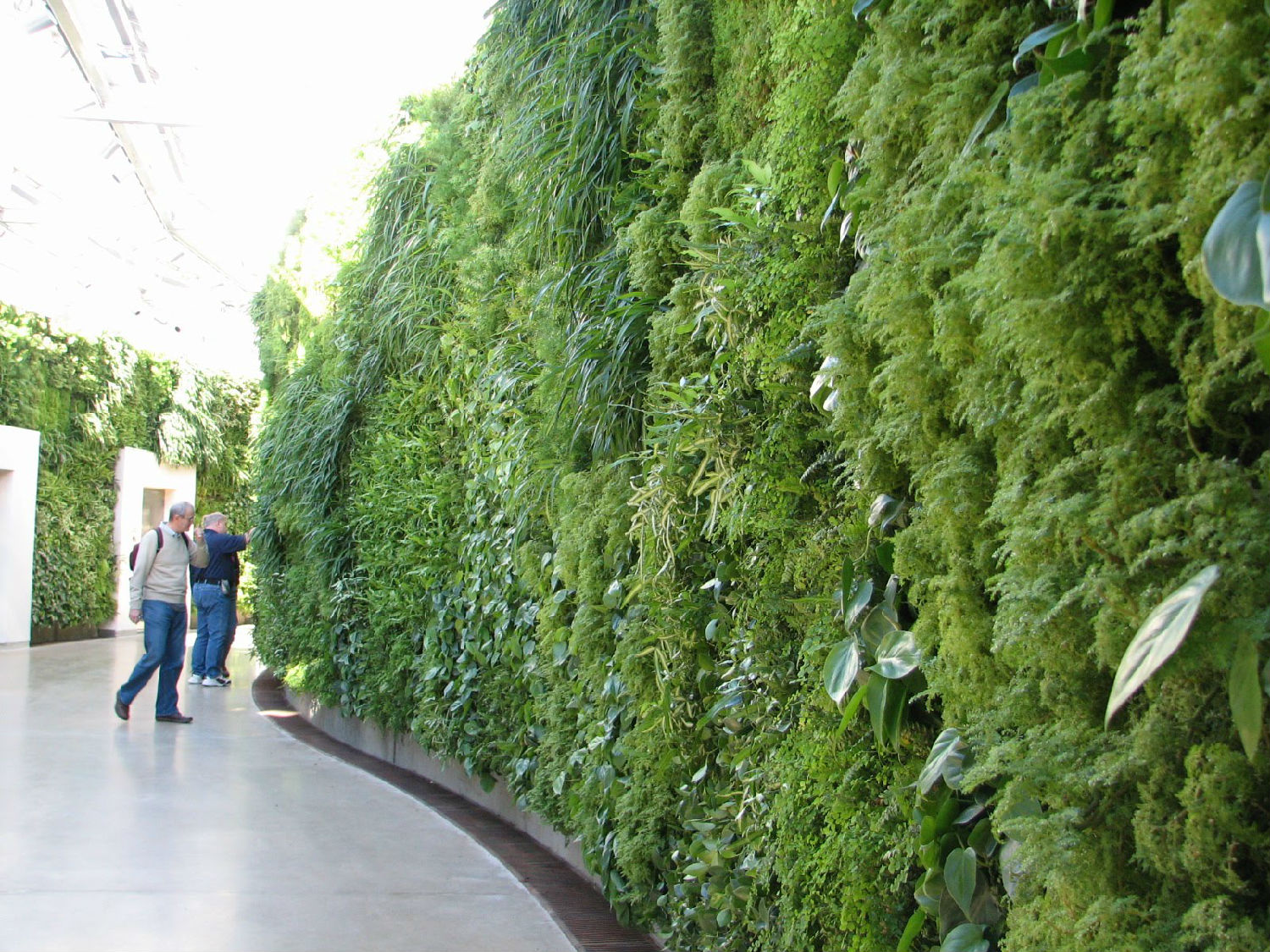 garden-outstanding-longwood-living-wall-design-feat-double-side-wall-full-of-plants-with-glossy-floor-ideas-for-on-awesome-green-wall-for-natural-living-design-discover-fresh-and-natural-accents-using.JPG